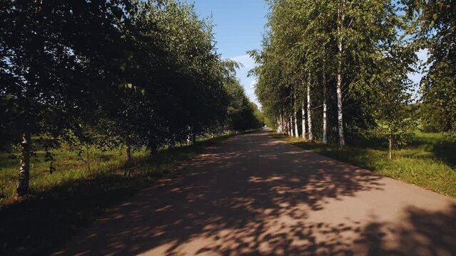 The road along the avenue of trees