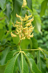 Inflorescence of horse chestnut yellow  (Aesculus flava Sol.)