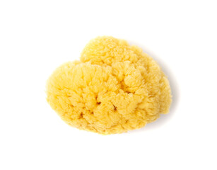 Natural Sponge Isolated