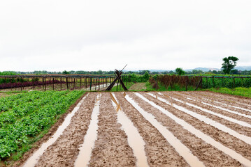 Plowed land surrounded by plantations © Lucia Tieko
