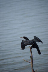 Darter or cormorant bird relaxing in nature. Bird near lake.
