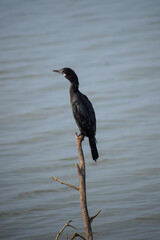 Darter or cormorant bird relaxing in nature. Bird near lake.