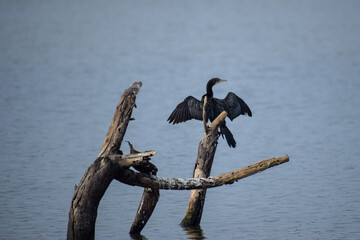 Darter or cormorant bird relaxing in nature. Bird near lake.