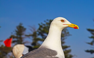 Closeup portrait of wild seagull (Larus michahellis atlantis), white grey feathers, yellow beak with red spot, blurred trees background - Morocco, North Africa