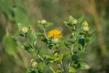 Yellow safflower blossom (Carthamus tinctorius).