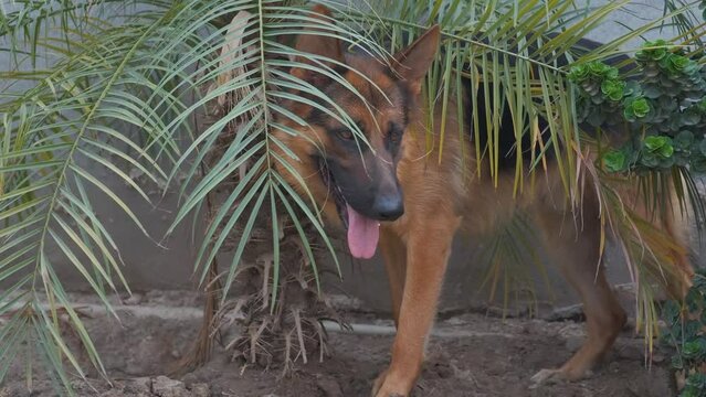 dog in the garden