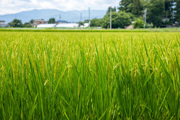 Obraz premium 田んぼの稲 Paddy field rice