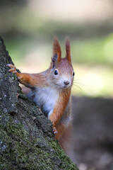 Squirrel runs in the park and jumps on the trees.