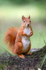 Squirrel runs in the park and jumps on the trees.