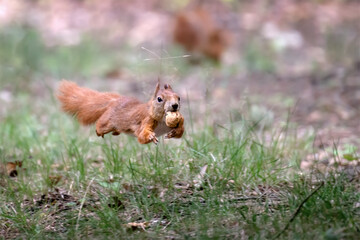 Naklejka na ściany i meble Squirrel runs in the park and jumps on the trees.