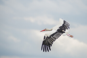 Birds and birdwatching