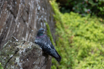 Birds and birdwatching