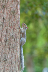 A squirrel in the park