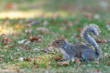 Naklejka na ściany i meble A squirrel in the park