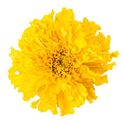 Bouquets of fresh yellow marigolds isolated on white background