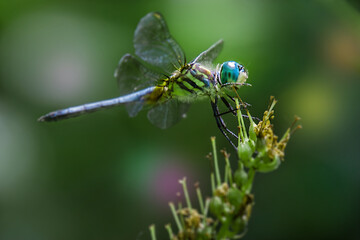 A dragonfly on a green leaf by the pond with flowers in the background