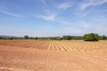 field of wheat