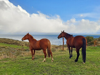 Fototapeta na wymiar Pair of wild horses in natural environment and sea in the background under sky with stormy clouds in Tierra del Fuego. Animals and extreme nature.