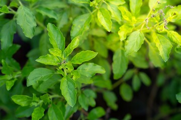 Fototapeta na wymiar Thai basil is a type of basil native to Southeast Asia. its flavor, described as anise- and licorice-like and slightly spicy