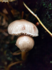 Mushroom in woodland