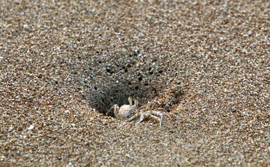 Sand crab on the shores of the Mediterranean Sea.