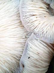 Closeup mushroom frills underside