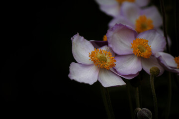 Obraz premium white anemone flowers on a black background
