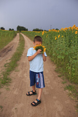 a boy stands on the road in a field of sunflowers and sniffs a sunflower