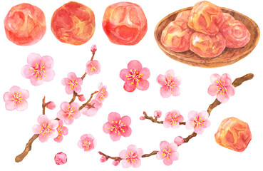 水彩_梅干しと梅の花の素材集 - obrazy, fototapety, plakaty