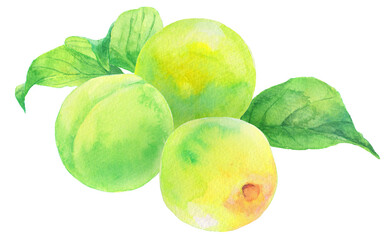 水彩_3つの梅の実_葉あり