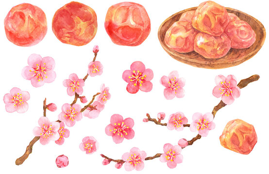 水彩_梅干しと梅の花の素材集