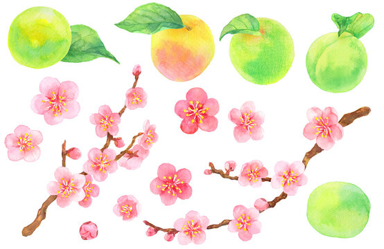 水彩_葉のついた梅の実と梅の花の素材集