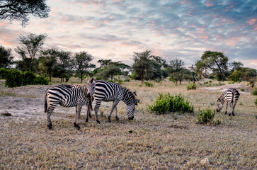 Lovely landscape with zebras in the African savannah at sunset