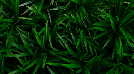 Naklejka na ściany i meble abstract stunning green leaf texture, tropical leaf foliage nature dark green background