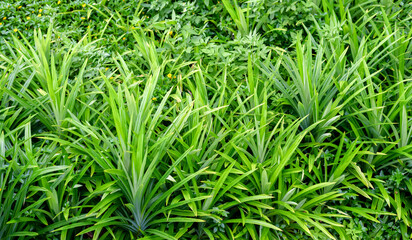 abstract stunning green leaf texture, tropical leaf foliage nature dark green background
