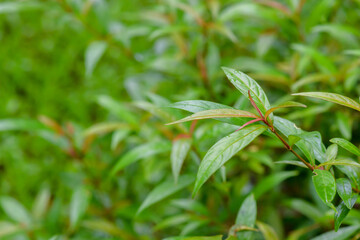Obraz premium abstract stunning green leaf texture, tropical leaf foliage nature dark green background
