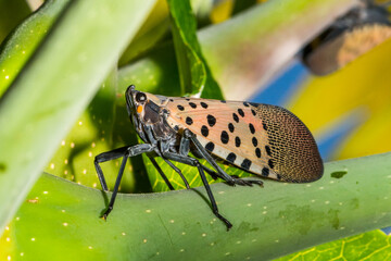 Spotted Lanternfly - Lycorma delicatula