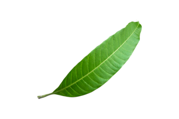mango leaves isolated on transparent background