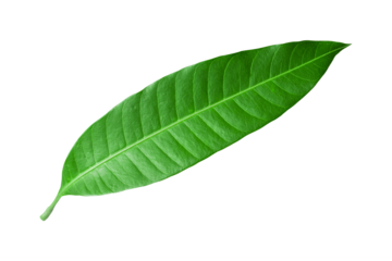 mango leaves isolated on transparent background
