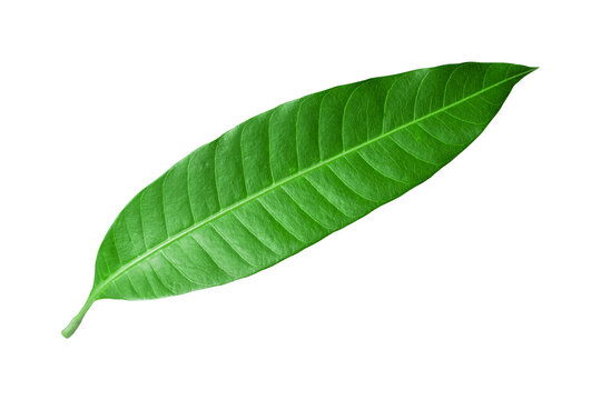 mango leaves isolated on transparent background