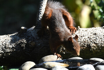 Eichhörnchen an Wasserstelle