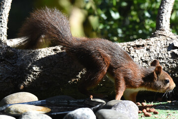 Eichhörnchen an Futterstelle