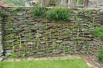 Trailing plants and moss grow on an old dry stone wall at an English country garden in Devon