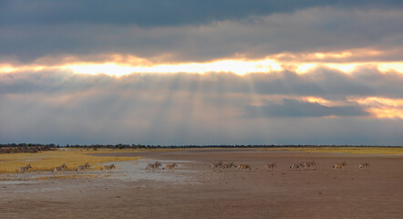 Fototapeta premium Amazing Zebras running across the African savannah at sunset - Etosha National Park, Namibia