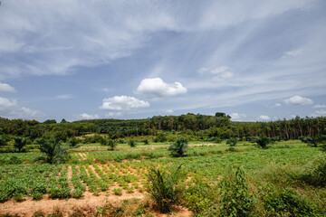 Fototapeta na wymiar rubber plantation, Nakhon Si Thammarat , southern Thailand