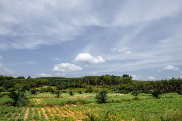 Fototapeta na wymiar rubber plantation, Nakhon Si Thammarat , southern Thailand