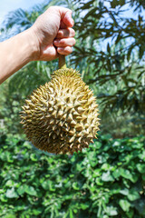 Naklejka na ściany i meble Fresh Durian Fruit with durian peel,Durian king of fruits.