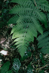 Perfect natural fern leaves, beautiful background