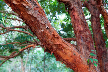 Red Bark Tree of Syzygium antisepticum or Syzygium gratum