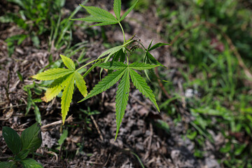 Close-up young hemp. Cannabis is a standoff between a drug and a medicine.